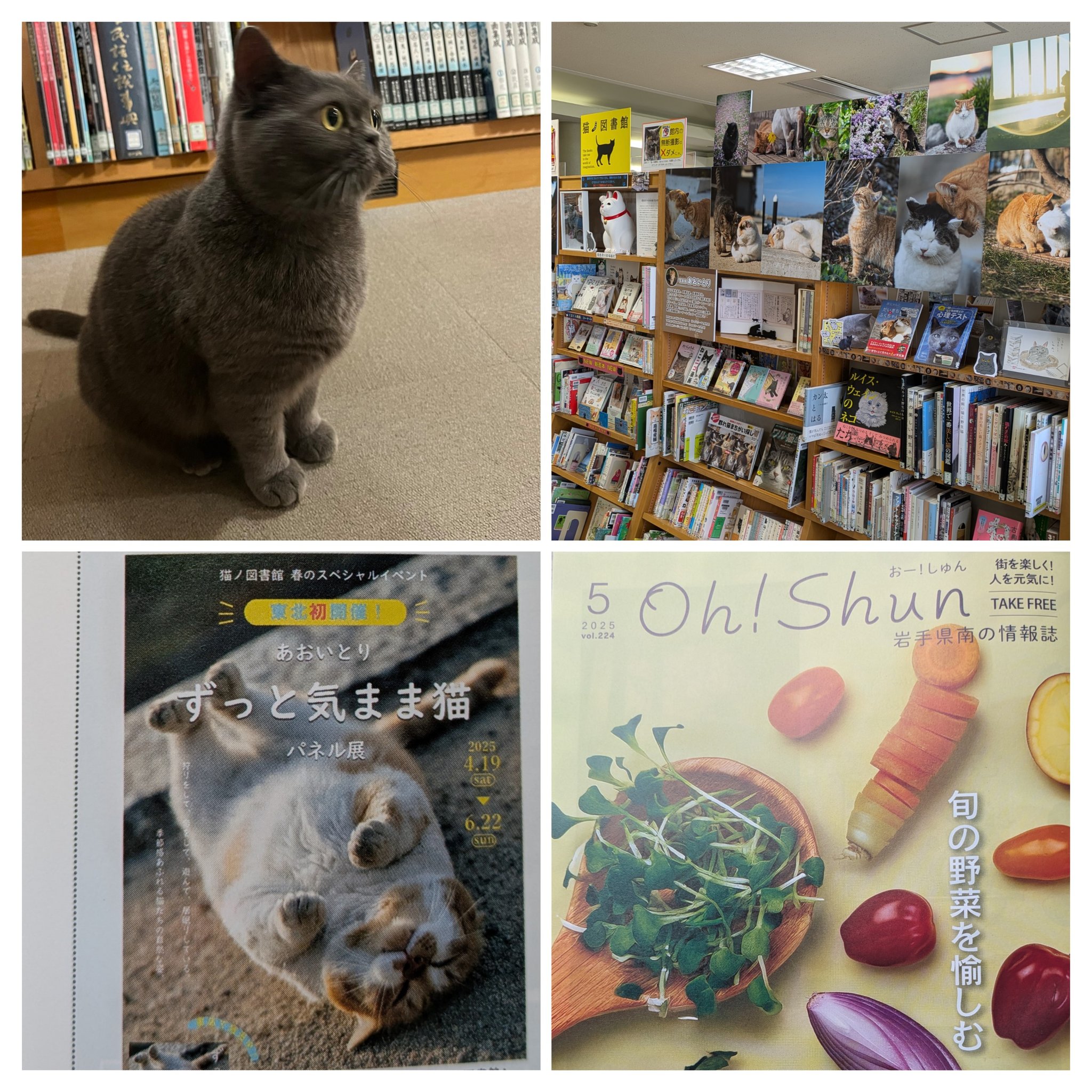 あおいとり🐱写真集「ずっと気まま猫」発売中 (@bluebirdjourney