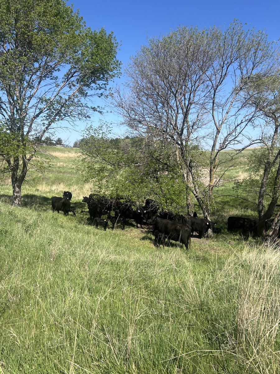 May calving ‘25. 
Glad we got some shade!