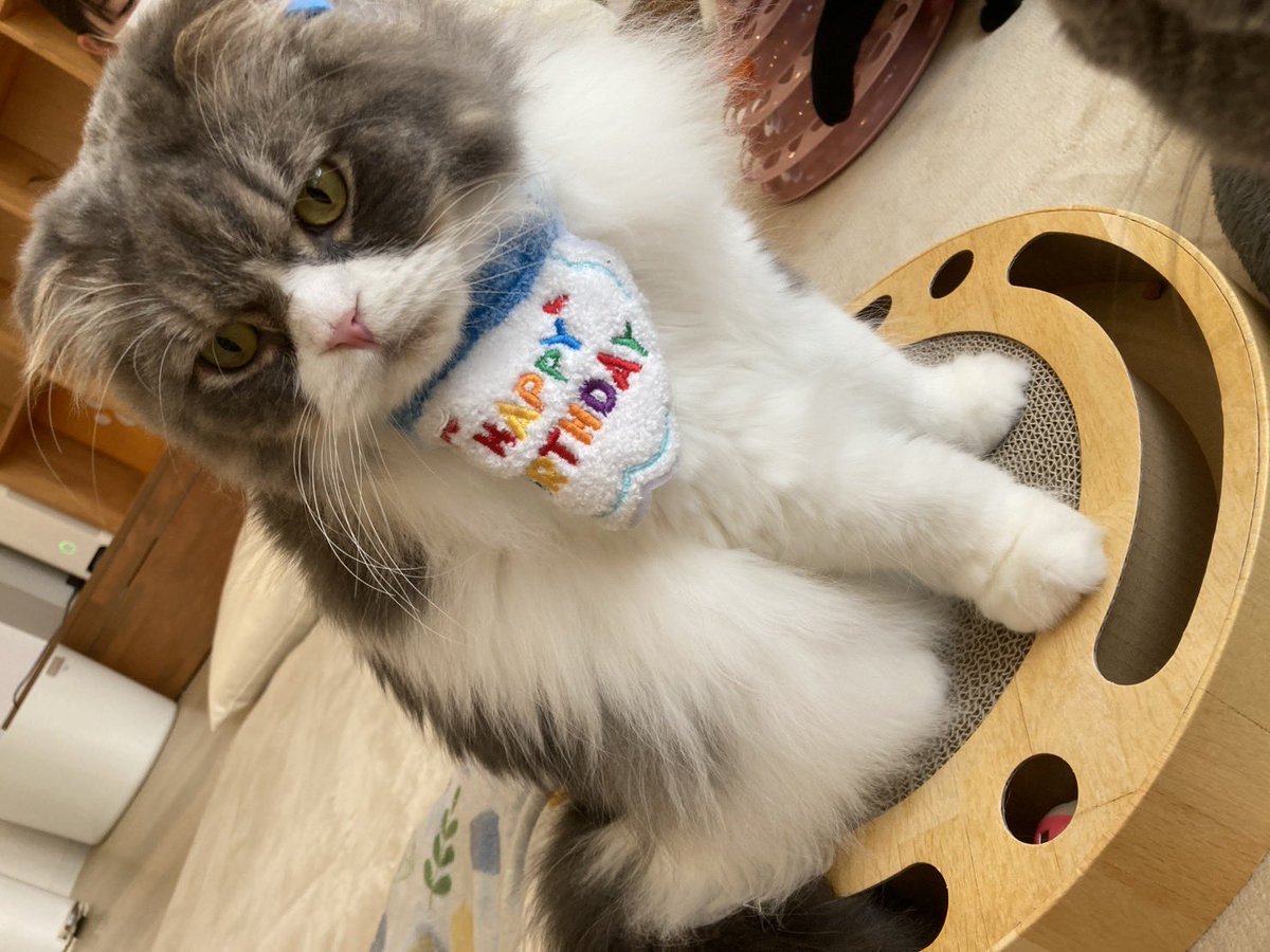 本日はミント君の3才のお誕生日です。 頂いたプレゼントで遊んでます