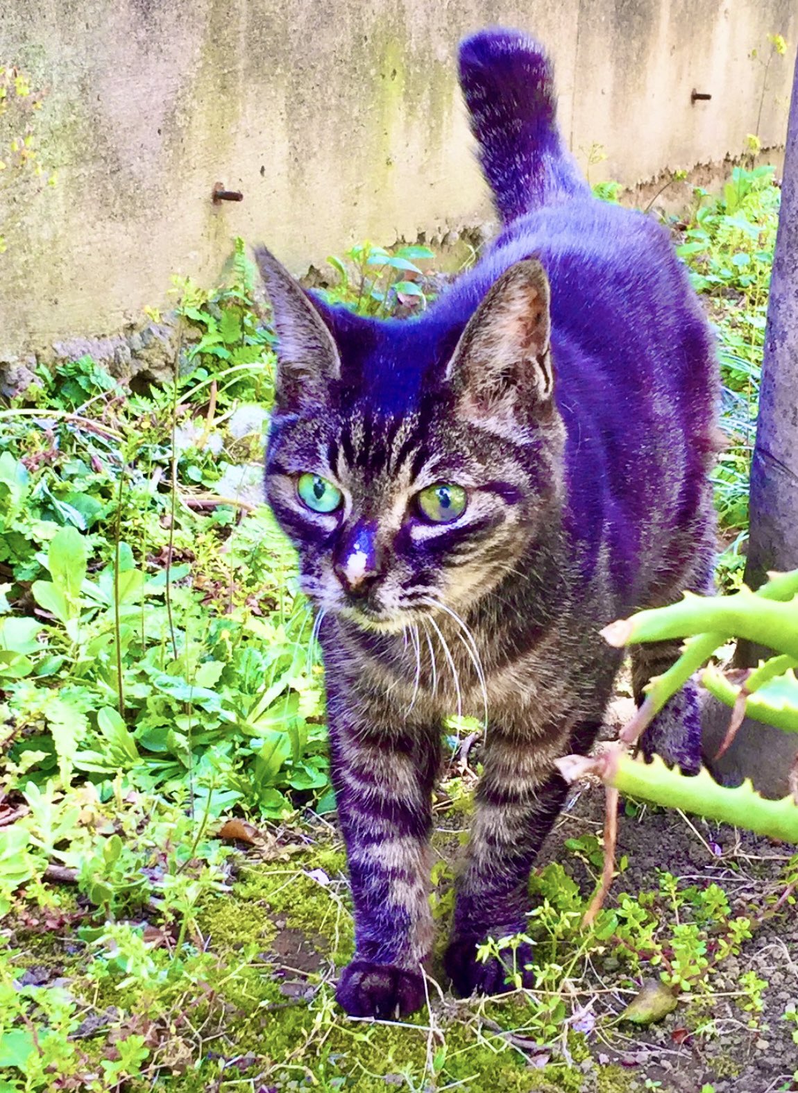 ジャンピング猫✰紫陽花✰4/19まで♡
