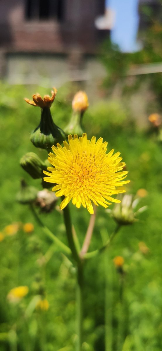 lost__soul01's tweet photo. Green Media💚🌼
#RedmiK20Pro🤳📸 https://t.co/7NQ5WFfWeN