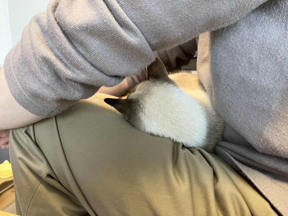 人間のスキマに収まるねこ