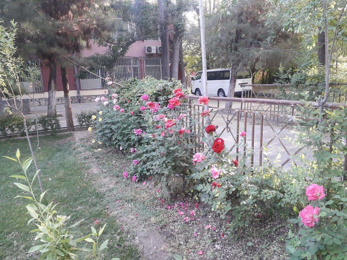 کوشش وکړئ کور مو پۀ ګلانو ښائسته کړئ او ساتنه یې وکړئ او هر سهار له ګلانو سره خبرې وکړئ ترڅو مو په غمو اندیښنوکې کمی راولي 🌹