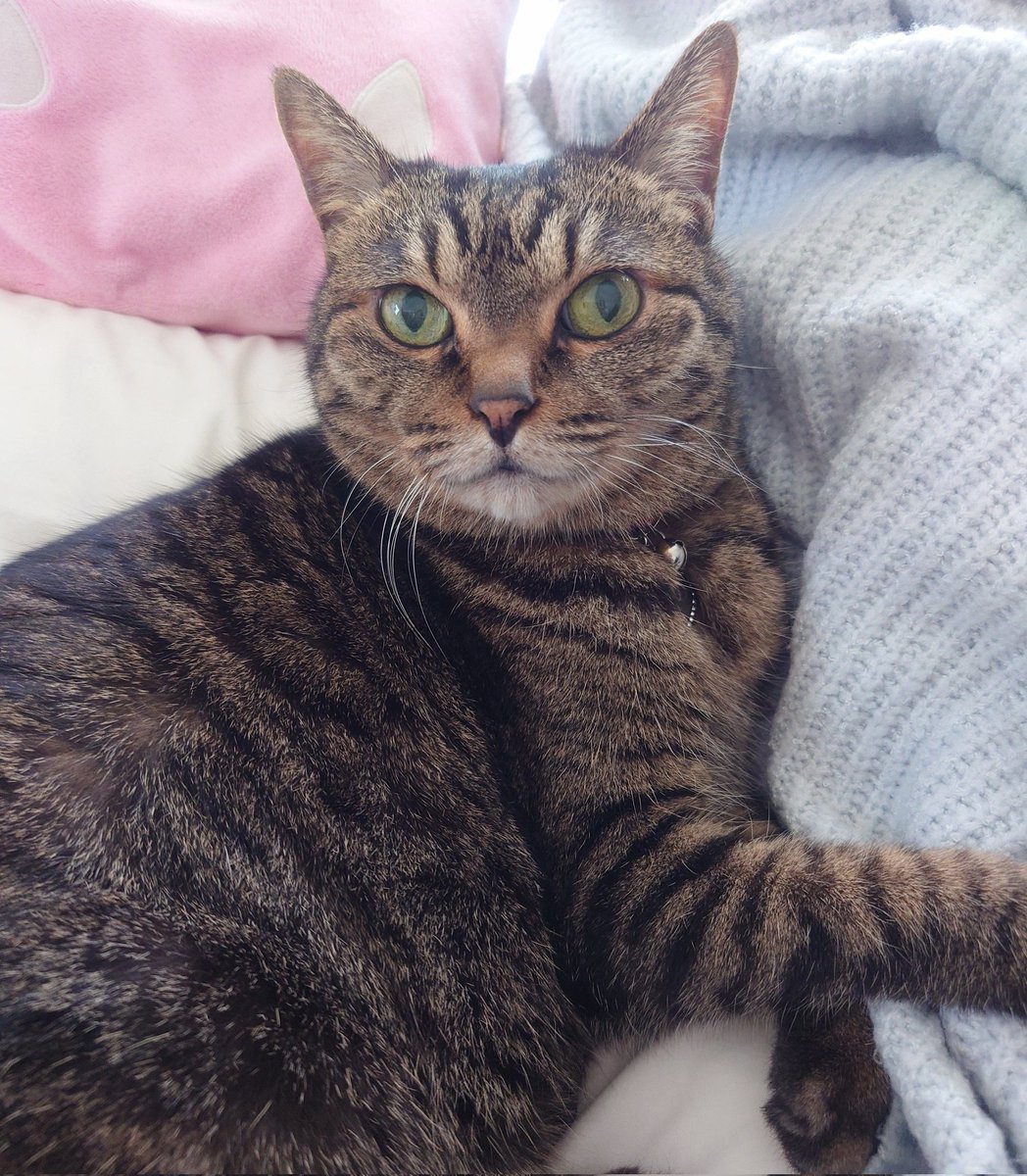 『ママがお休みだから嬉しいにゃ😺✨』(๑• ̀ω•́๑)ｷﾘｯ✧