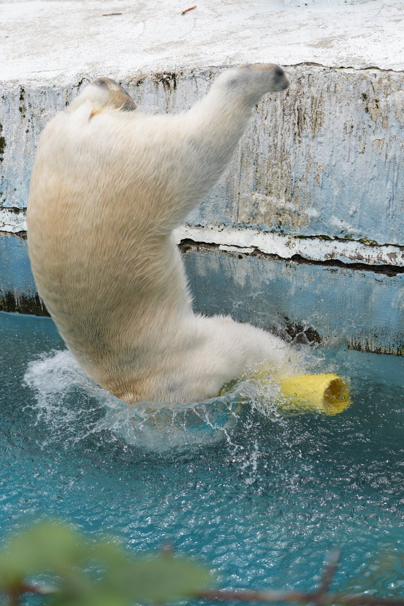 直下型ドボン🌊🐻‍❄️

#天王寺動物園
#ホウちゃん
#ホッキョクグマ
#ミラーレス一眼
#2025年4月20日撮影