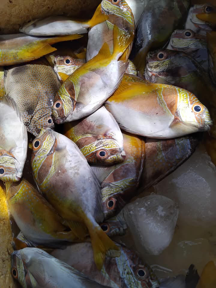 Pangsan Sibungsu Harahap tweet media