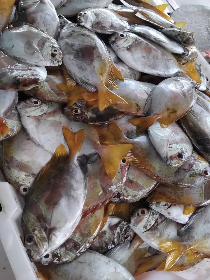 Pangsan Sibungsu Harahap tweet media