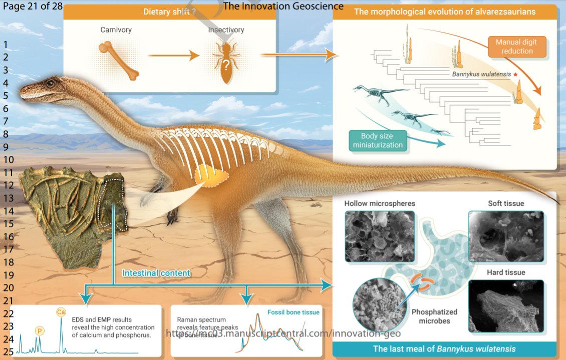 Evidência direta de carnivoria no alvarezssauro basal Bannykus the-innovation.org/article/doi/10…