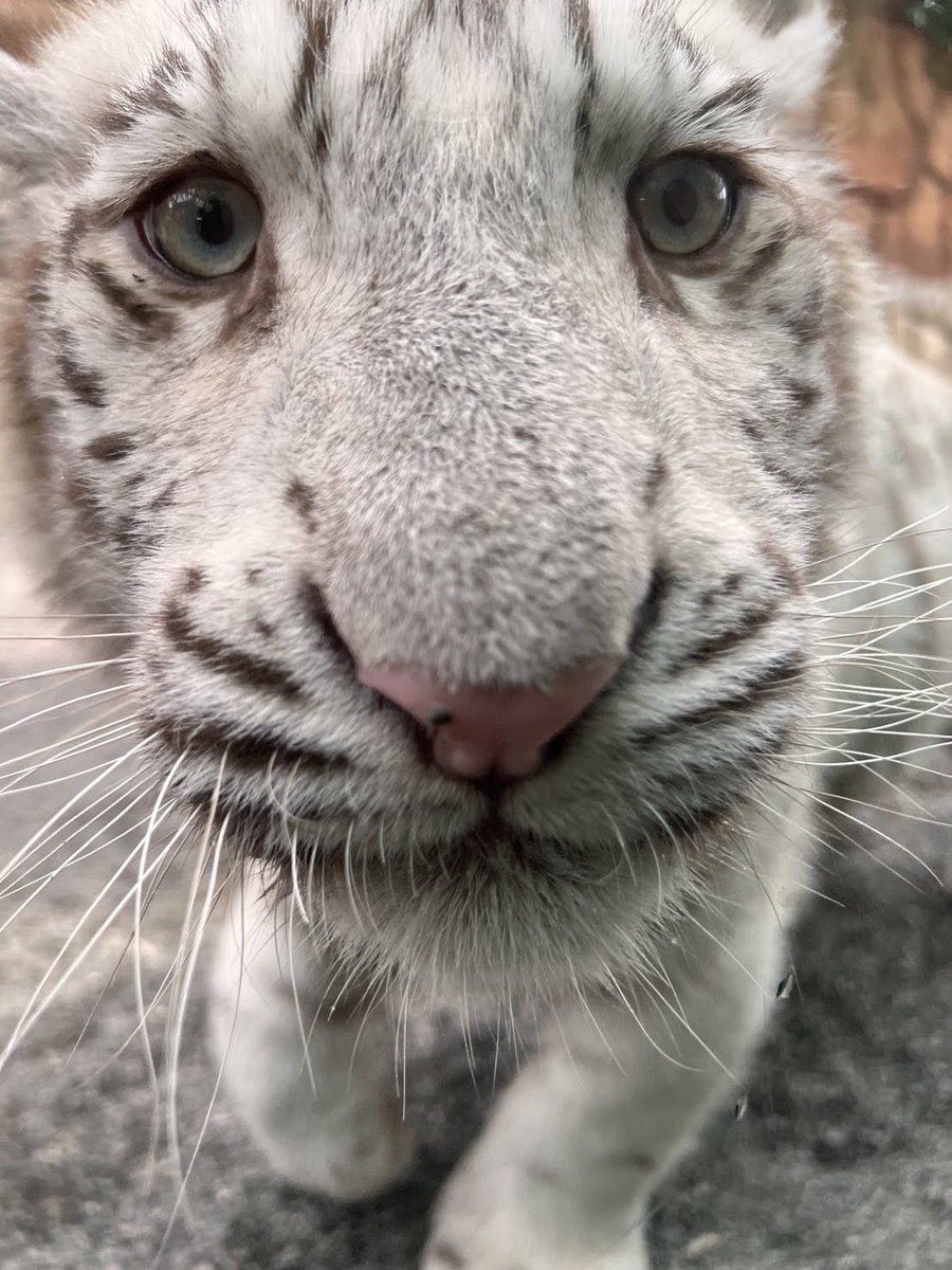 tobuzoo7's tweet photo. #TLを動物のどアップでいっぱいにしたい 

#東武動物公園 
#ベンガルトラ
#ホワイトタイガー https://t.co/3pjYlQHuXA