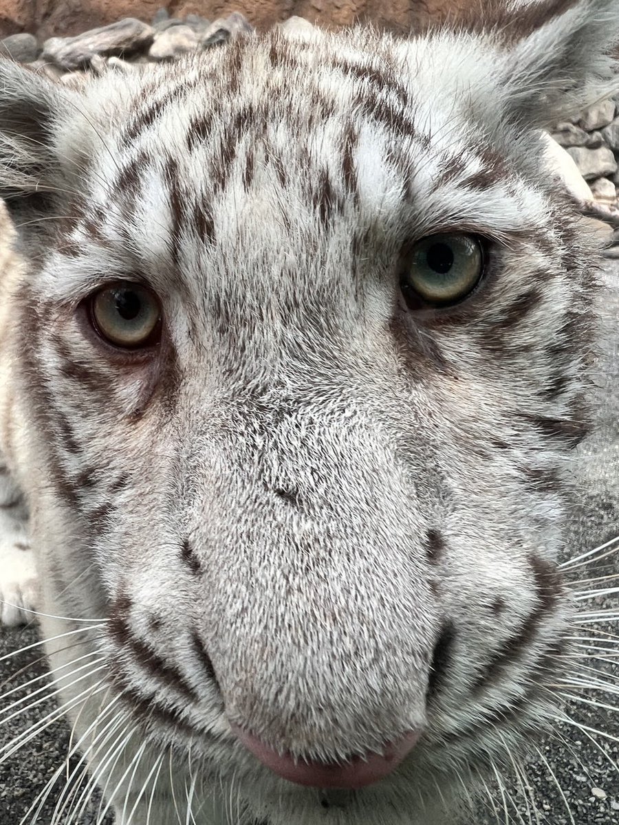 tobuzoo7's tweet photo. #TLを動物のどアップでいっぱいにしたい 

#東武動物公園 
#ベンガルトラ
#ホワイトタイガー https://t.co/3pjYlQHuXA