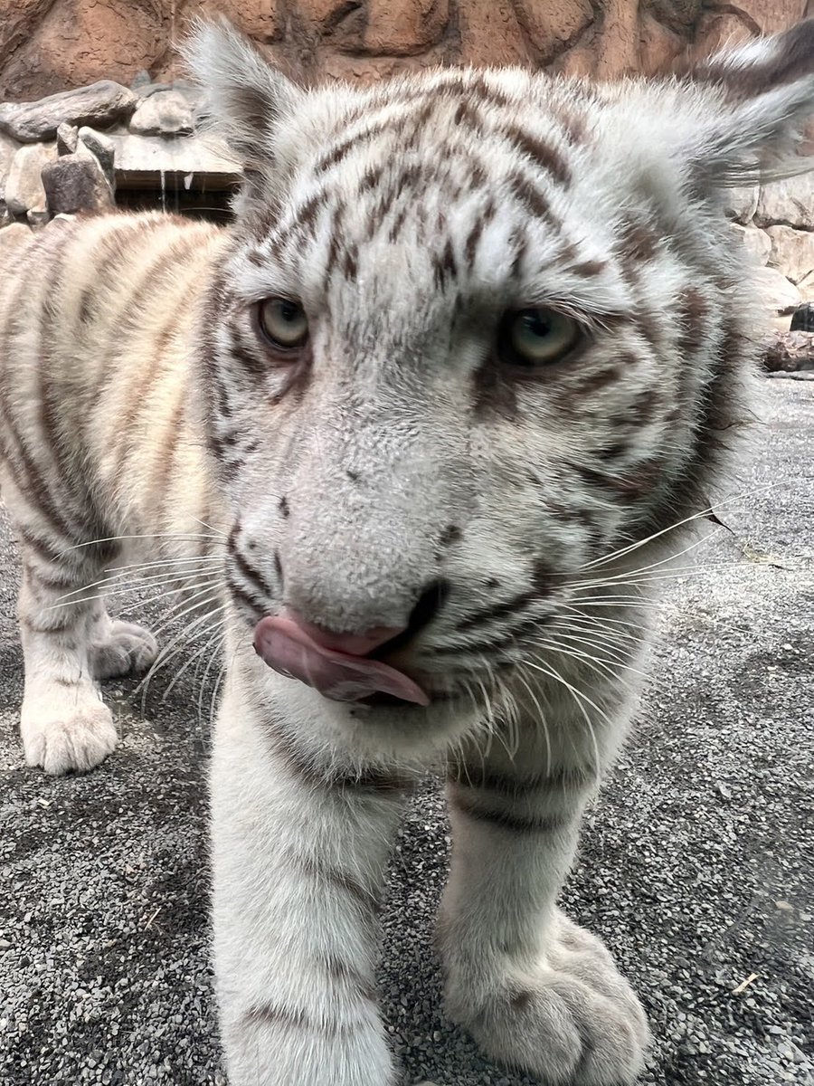 tobuzoo7's tweet photo. #TLを動物のどアップでいっぱいにしたい 

#東武動物公園 
#ベンガルトラ
#ホワイトタイガー https://t.co/3pjYlQHuXA