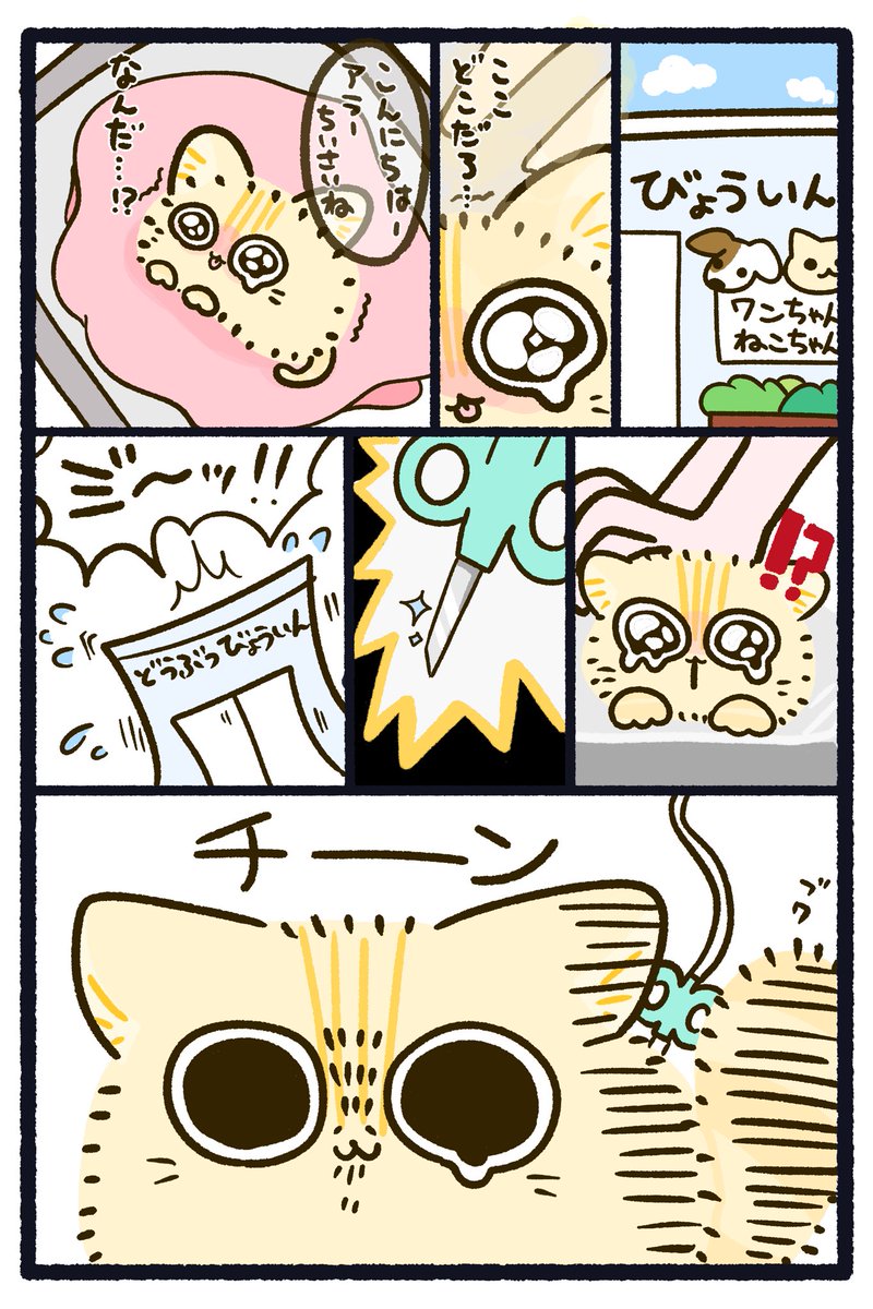capin_mfmf's tweet photo. 漫画「きゃぴもふ」
第1話「ママはウソをつかない」
p6

#保護猫 #保護犬 #動物愛護 #きゃぴもふ

#漫画が読めるハッシュタグ
#マンガが読めるハッシュタグ https://t.co/mqZn5WMhH3