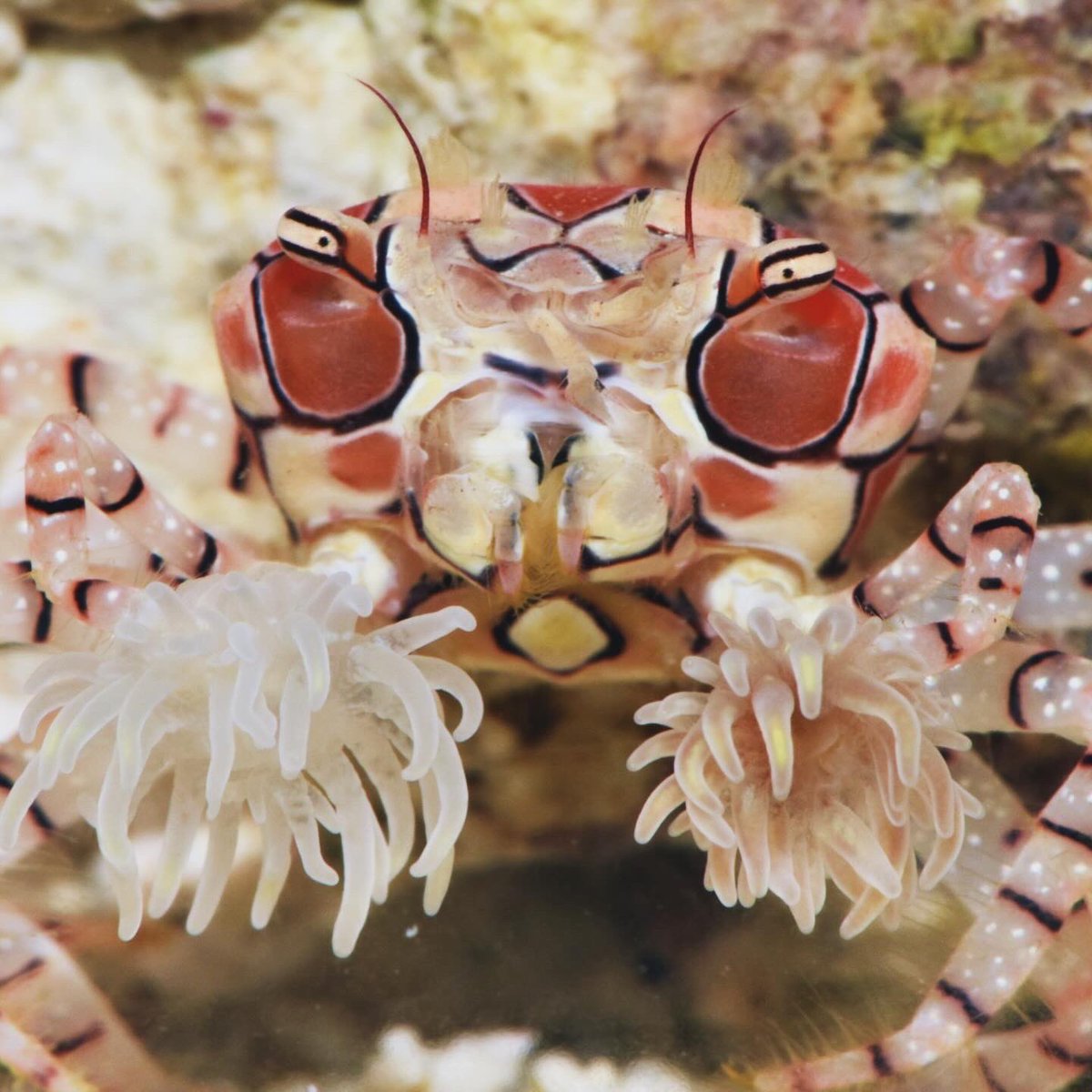 すさみ町立エビとカニの水族館 on X