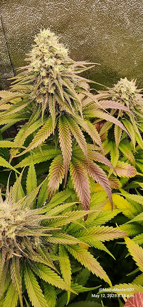 This absolutely beautiful Strawberry Banana Grape from <a href="/SeedsmanSeeds/">Seedsman</a> has a serious purple fade going on and the smell is a mouth watering fruit bowl with a huge sprinkling of THC. #growyourown, #blackswallowlivingsoil, #marshydrofc4800