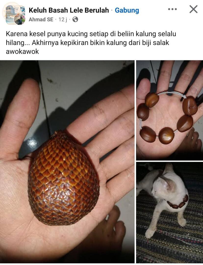 KochengFess v2 tweet media