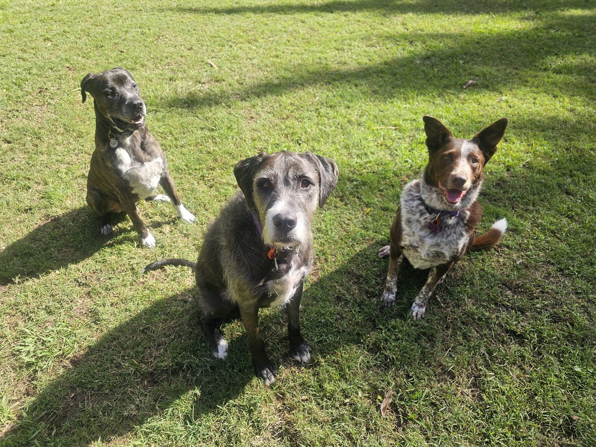 Bear, Chokky, Nala & Smokey tweet media