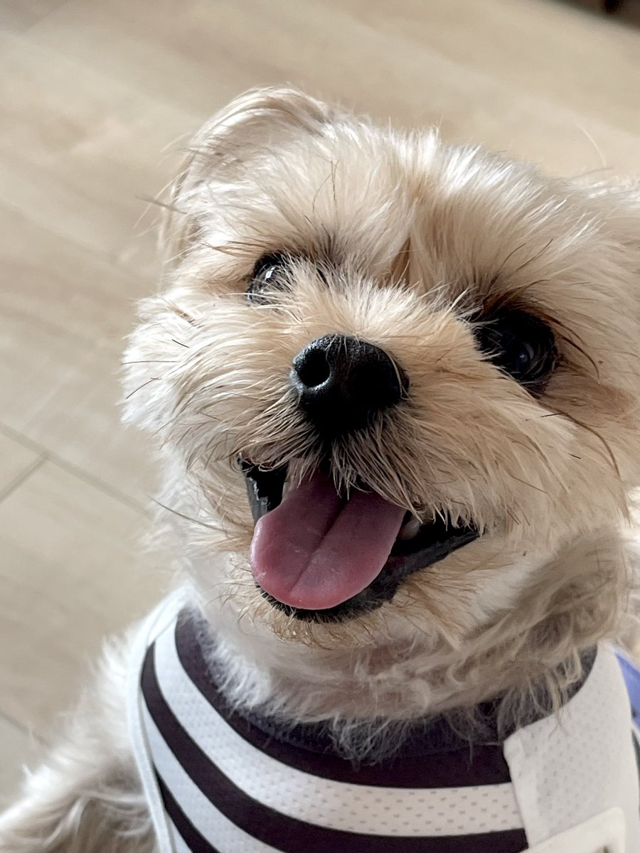 久しぶりに本日は実家のお犬様(チップ)にご挨拶🐕