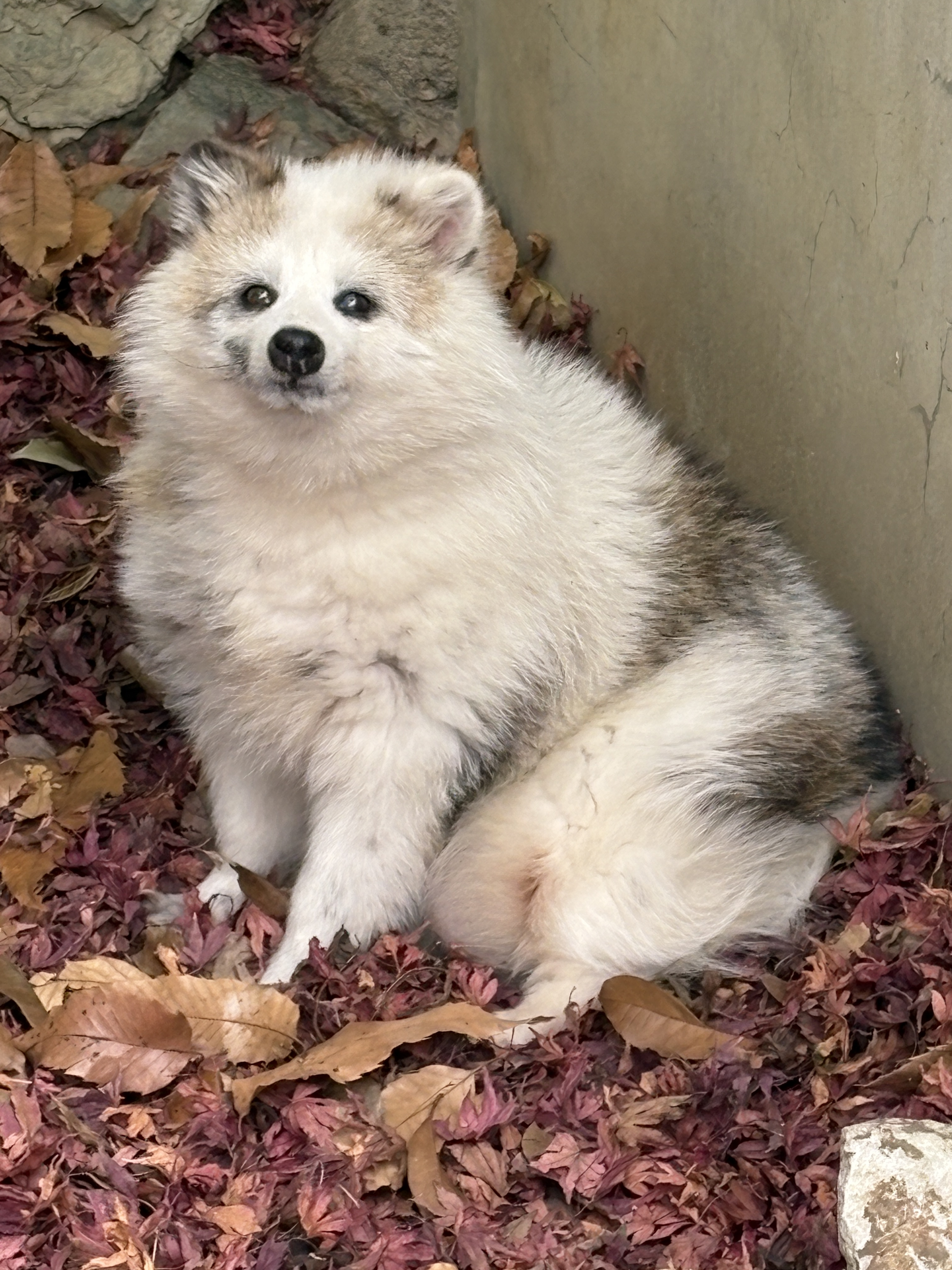 和の森わんぱーくこうちアニマルランド［公式］ on X: 