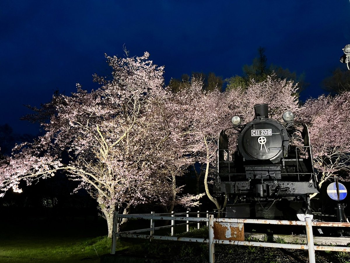 中標津町は今、 #桜 が真っ盛り🌸 #中標津ロータリークラブ 様が丸山