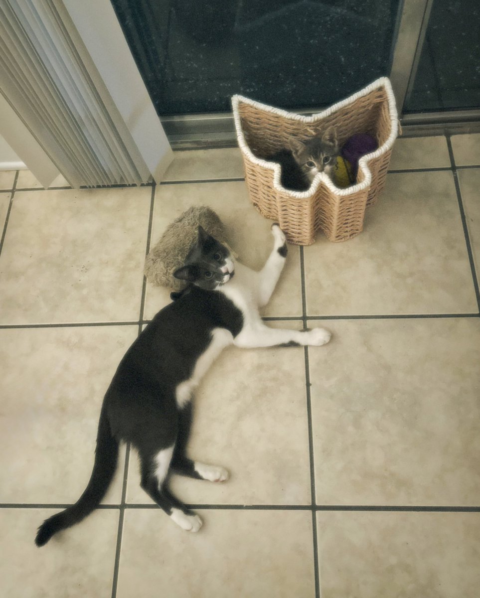 🐱🤍🐱