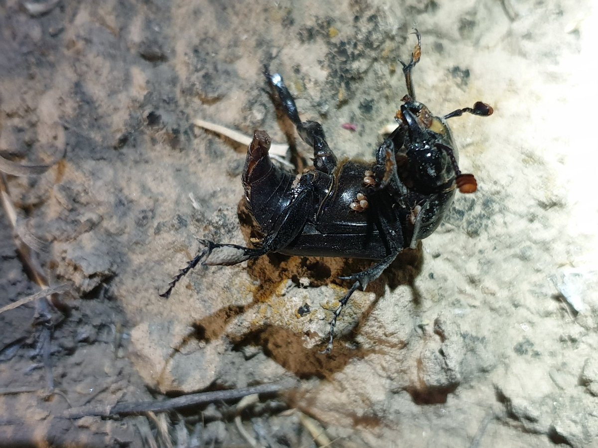 Large carrion beetle Nicrophorus satanas Reitter, 1893 (Staphylinidae, Silphinae).
The beetle did not want to be photographed and rolled over onto its back (apparently a defensive pose).