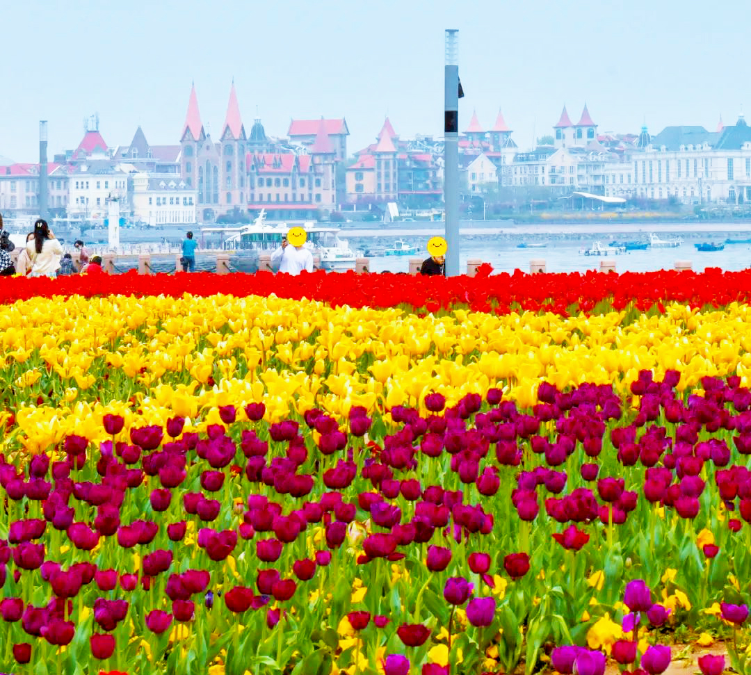 梅、桜、桃、カイドウのお花見をした後、携帯のアルバムにはチューリップの写真が足りないではありませんか？煙台の虞美人広場に来て、広大なチューリップ畑と、きらきらと輝いている海が見えます。「海に向かい、春に暖かく、花が咲く」という詩のような風景を体験しましょう。🌷🦋🌻🌼 #大美煙台