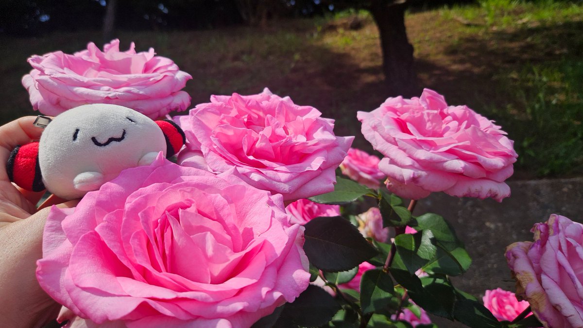 近所のバラ園にお散歩にきたで
おいちゃんよりもでっかいバラがいっぱいや〜
ε( c ´ω`)っ🌹
#北海の魔獣あざらしさん