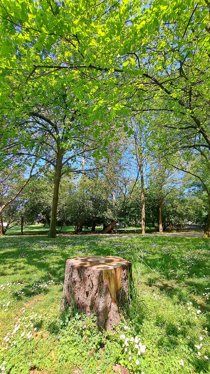 Solitario tocón,
casi cilindro,
aros concéntricos,
es muy bonito.
Hermanos protegen,
fractal en sus ramas,
asíntotas al cielo,
alegran mi alma.
Voy por el parque,
rumbo a mi casa,
observo y disfruto,
la belleza no cansa,
exprimo momentos
llenos de magia.
#MiradaMatemática
BD 💙😘