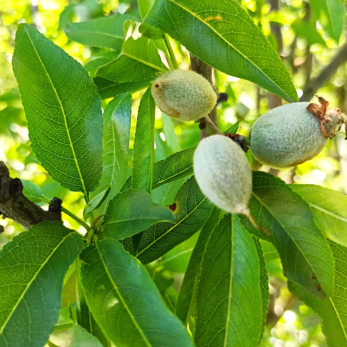 Fa dies que ja es veuen les ametlles als amatllers del Segrià. 
Per desgràcia en algunes àrees la pedregada ha fet estralls.
