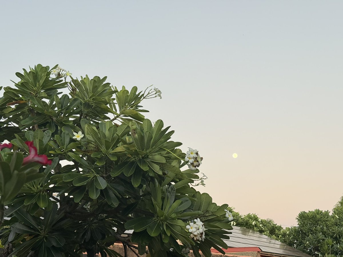 今日のBroome、今朝6時頃はまだ満月が綺麗に見えていた🌕今晩からは"月への階段" #沖縄から1番近いオーストラリア #ワーホリ #オーストラリア #ワーホリオーストラリア
