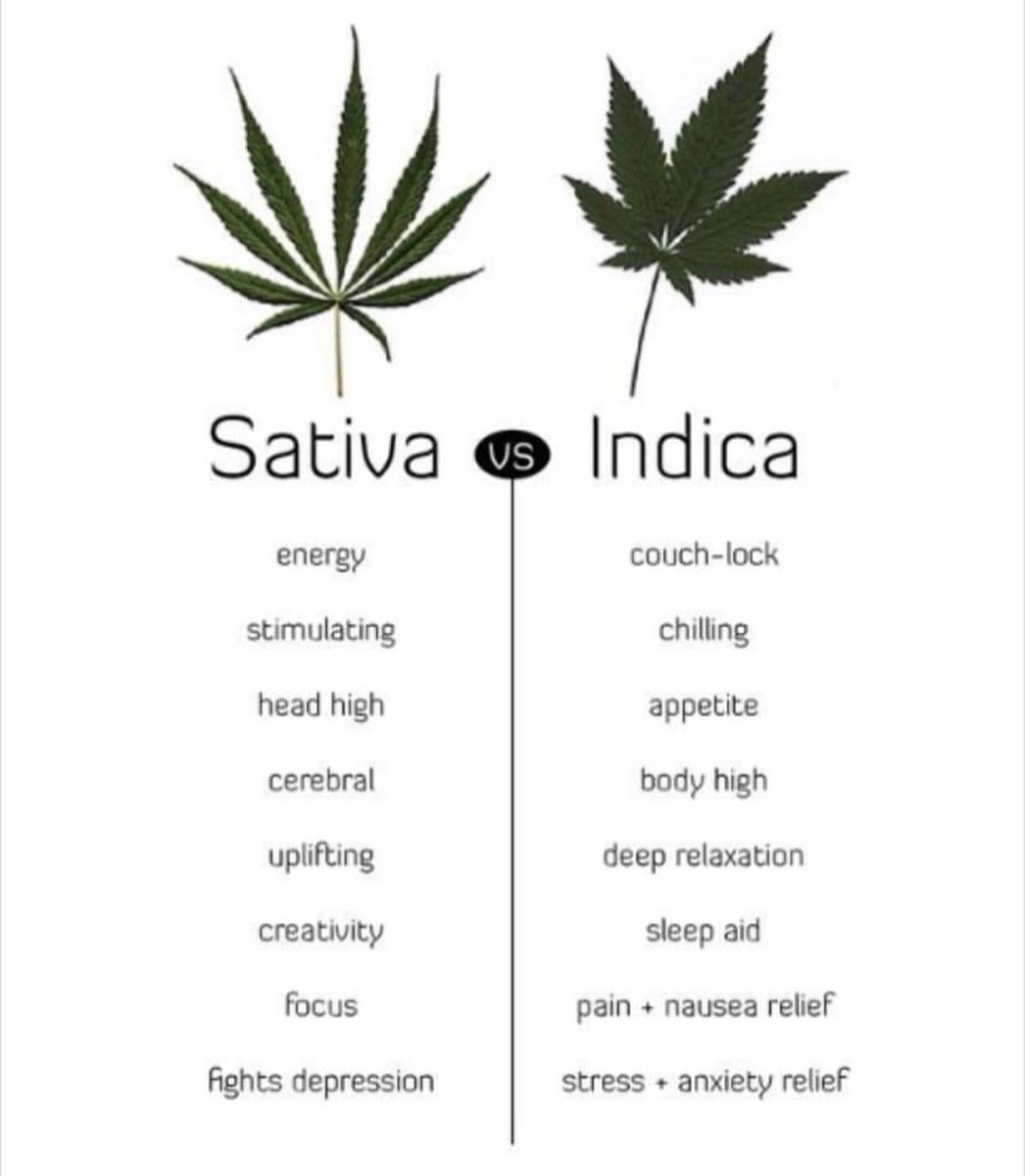 Sativa or Indica? 🌿