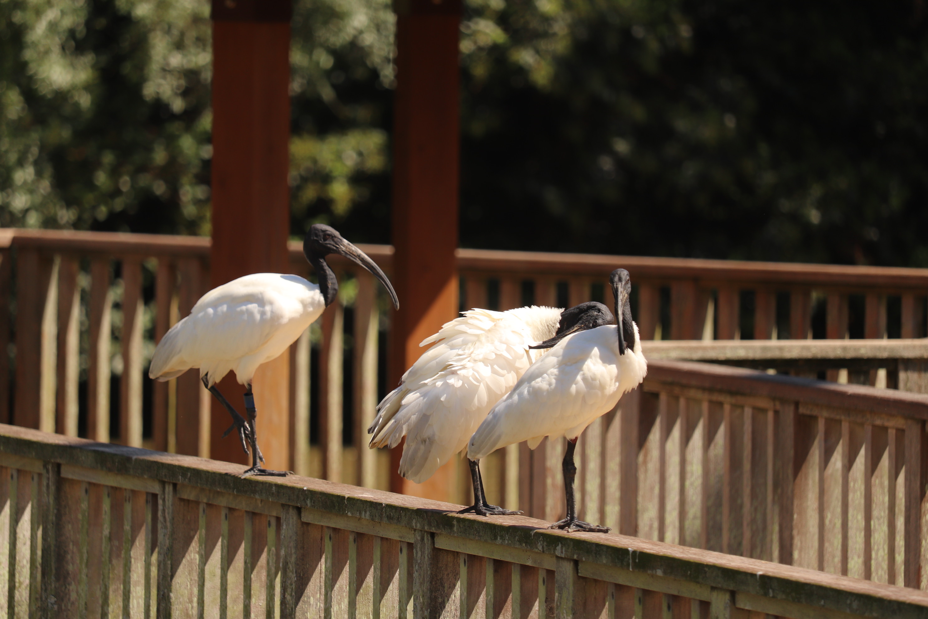 静岡市立日本平動物園 on X: 