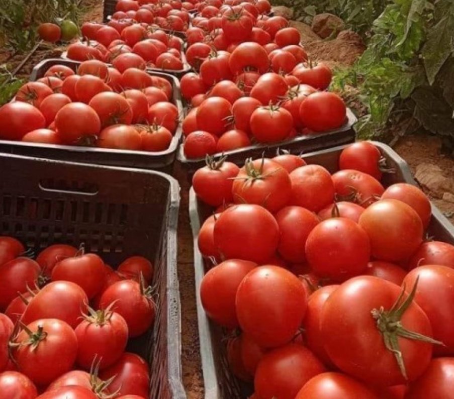 uclaire570's tweet image. A world with agriculture is a world full of life and beauty.
 Just look at these fresh, healthy greenhouse tomatoes👇👇
#GreenhouseFarming #FreshTomatoes #Sustag #AgroBeauty