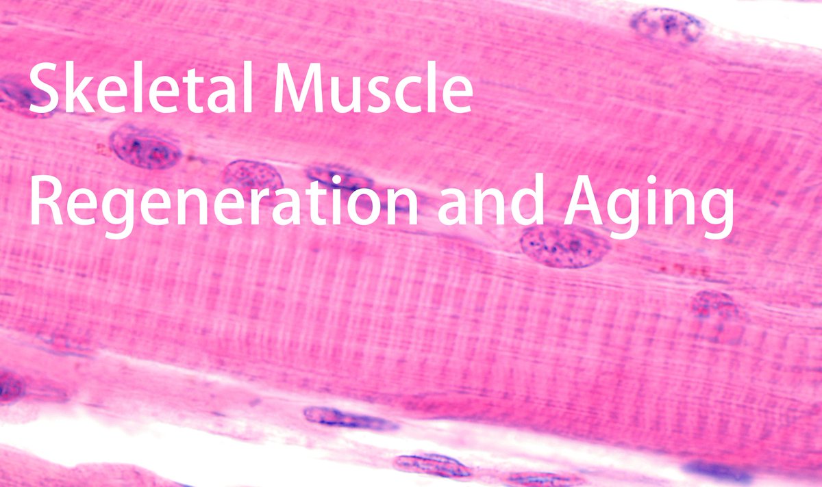 📣Call for papers! Cell Regeneration is launching a new thematic series "Skeletal Muscle Regeneration and Aging". Find out more and submit: cellregeneration.springeropen.com/smra #skeletalmuscle #regeneration #aging