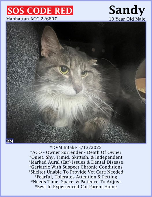 PeterAskin1's tweet photo. "Sandy" may see 05/15 as killing day
& let's save this oldie & find a way!
If in #NewYork or very near
save this darling cat so dear!
To adopt go to the link below
or pledge & please don't be slow!
Tag @sachikoko with pledges! 🙏
LAST CALL!
https://t.co/BBA5cpfBoT #nycacc #boroughbred