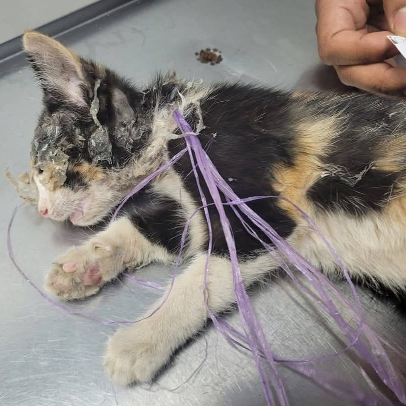 YoAmoaLaCiencia's tweet photo. Justicia para gata torturada en Puebla.
En Xicotepec, Puebla, se cometió un acto atroz: una gata de aproximadamente 4 meses fue cubierta con pegamento en su rostro, amarrada del cuello y colocada bajo piedras.
Acompañada de notas que imitaba los narcomensajes, incluyendo símbolos alusivos al CJNG.
Afortunadamente, la gata fue rescatada con vida por los activistas y rescatistas de Happy Paws y tiene un pronóstico favorable a pesar de la violencia que sufrió.
Este caso es extremadamente grave: por la brutalidad ejercida contra un ser vivo indefenso, por su clara apología del delito, replicando los métodos y el lenguaje del crimen organizado.
Y porque todo indica que los responsables podrían ser menores de edad.
Exigimos de manera enérgica a Carlos Barragán Amador, presidente municipal de Xicotepec, que tome cartas en el asunto con toda la seriedad que el caso amerita.
No es aceptable que en su municipio se permitan actos de maltrato animal que imiten los métodos del crimen organizado sin ninguna consecuencia.
El Gobernador de Puebla, Alejandro Armenta, encabeza un estado que se ha convertido en uno de los más violentos contra los animales en todo México, por su total indiferencia y pasividad ante estos crímenes.
Su falta de acciones no solo permiten la crueldad con los animales, sino que la ha normalizado.
Exigimos a la Fiscalía General del Estado de Puebla que abra de inmediato una carpeta de investigación.
Que se identifique y vincule penalmente a todos los responsables, incluyendo a quienes resulten ser menores de edad.
La violencia no puede seguir creciendo con impunidad en Puebla.