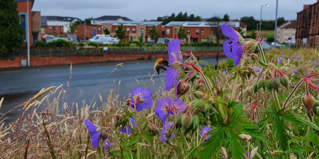 GCR Green Network (@gcrgreennetwork) on Twitter photo Boost for biodiversity this #GlasgowClimateWeek
“over three quarters of respondents (77%) said
knew little or nothing about Scotland’s biodiversity crisis" <a href="/scotgov/">Scottish Government</a> climate survey
bit.ly/43cFG43 Boost for biodiversity this #GlasgowClimateWeek
“over three quarters of respondents (77%) said
knew little or nothing about Scotland’s biodiversity crisis" <a href="/scotgov/">Scottish Government</a> climate survey
bit.ly/43cFG43
