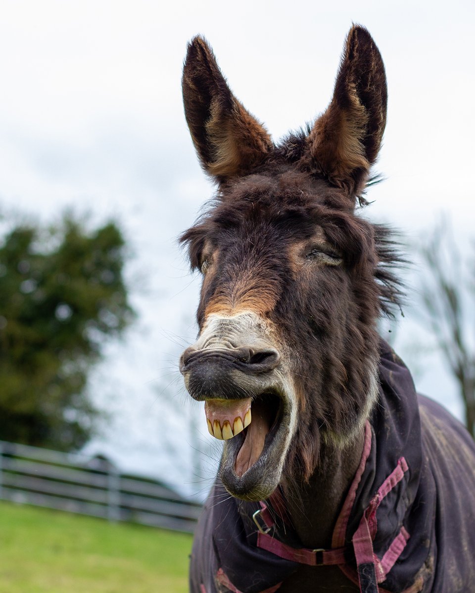 A very happy #HumpDay from our handsome boy Bilbo. 😁