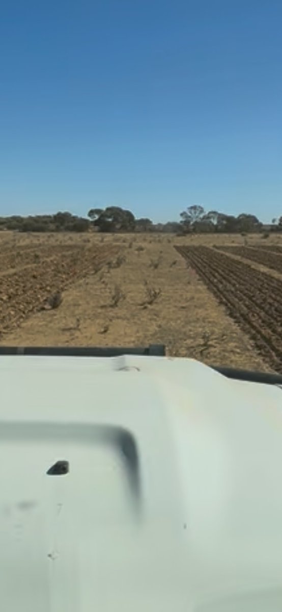 GRDC project looking at different herbicides in wheat to control the problem woody weeds ‘Flannelbush’ and ‘wild tomato ‘.  One of 5 trials over two years looking at pre ems, cultivation and fallow spraying of existing populations and young seedlings 🌱.  <a href="/GRDCWest/">GRDC West</a>