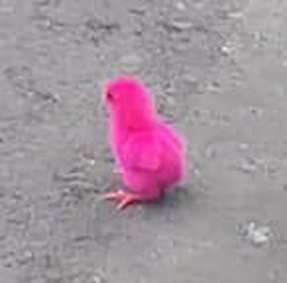 This is the story of $Pinky, "the rescued chick". A girl was riding a Gojek through the busy streets of Bali when something suddenly caught her eye. In the middle of the road, a tiny pink chick was shoved by a passing motorcyclist. It was small, helpless, and alone.  

Without