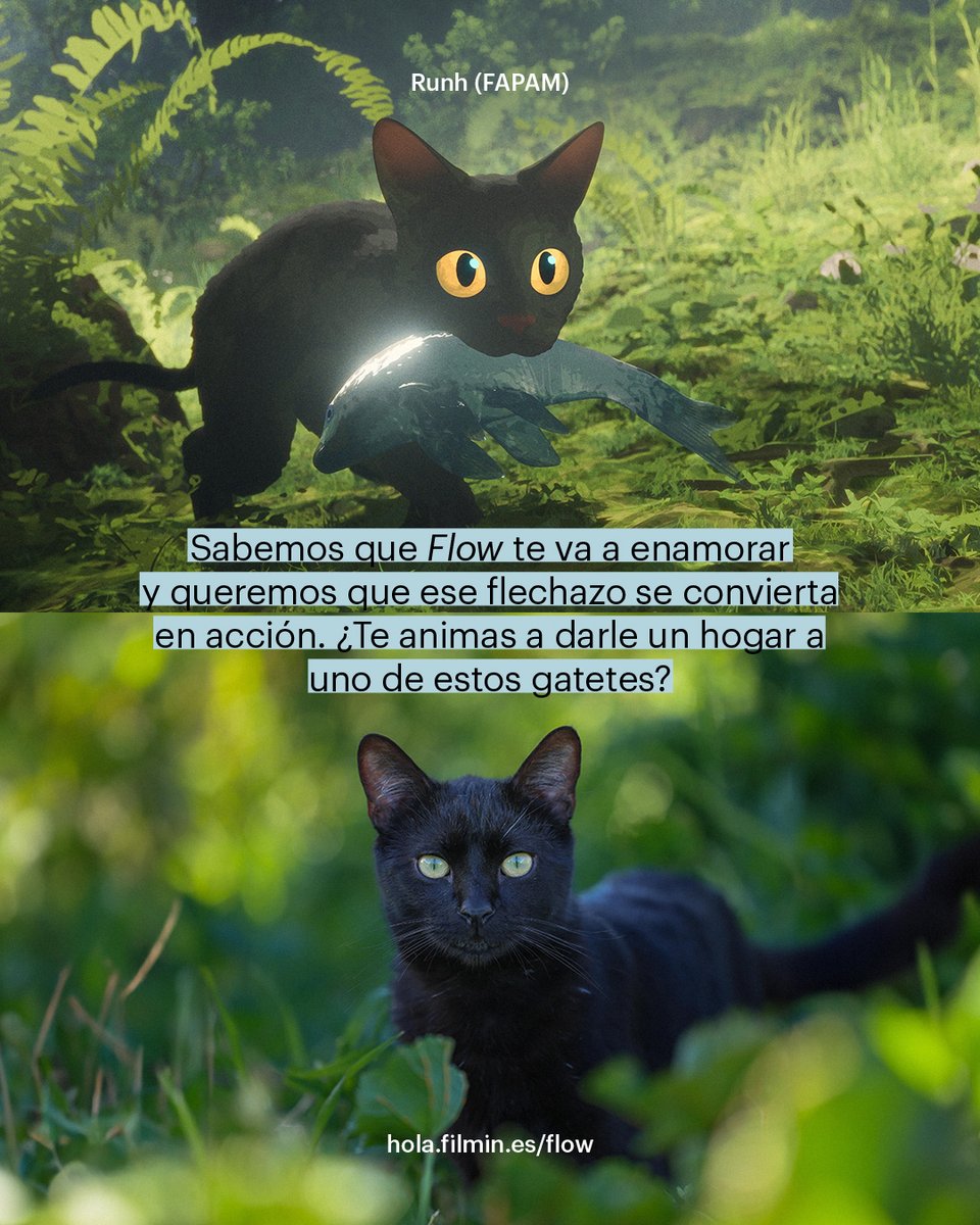 ¿Sabías que más de 100.000 gatetes son abandonados en España cada año? ¿Y qué los gatos negros son los menos adoptados porque, supuestamente, dan mala suerte?

🐈‍⬛ Por el estreno de #Flow, hemos pensado una acción muy especial para facilitar el proceso de adopción. #DentroHilo