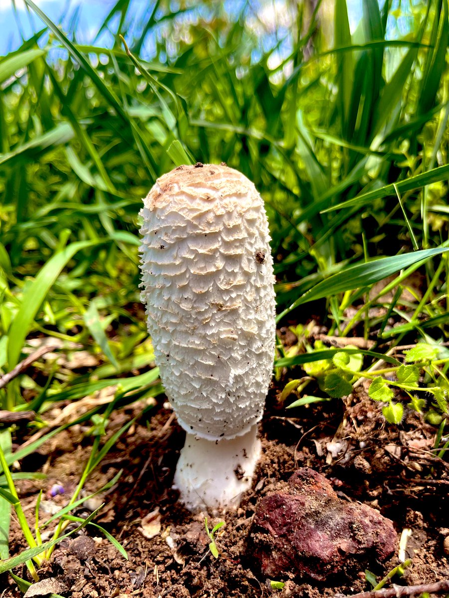 Pösteki mantarı💚🌿#söbelenmantarı #fungi