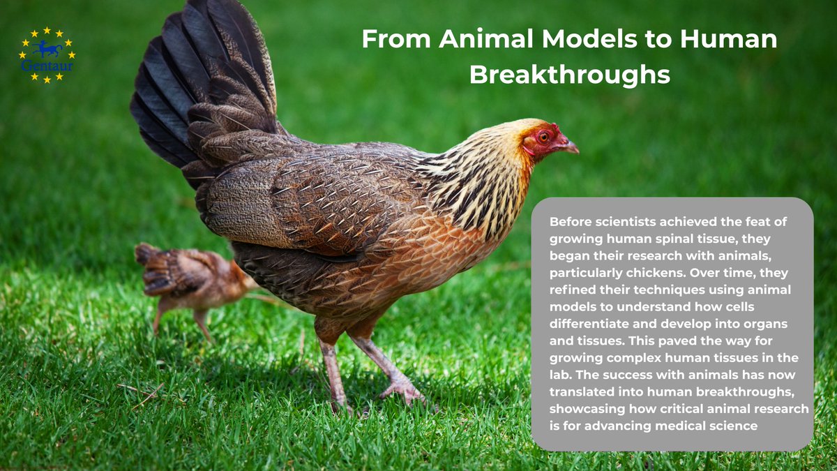 Po raz pierwszy w historii naukowcy z powodzeniem wyhodowali ludzki tkanki rdzenia kręgowego w laboratorium! To rewolucyjne osiągnięcie otwiera drogę do przyszłych terapii urazów rdzenia kręgowego i może prowadzić do postępów w medycynie regeneracyjnej 🚨
#news #gentaur