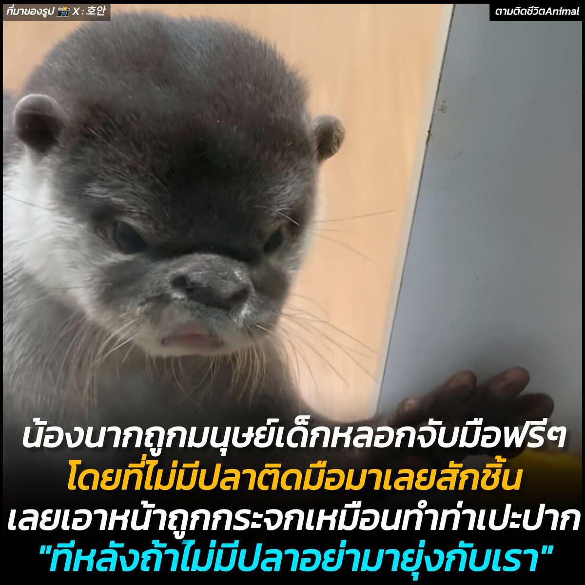 น้องนากอารมณ์บ่จอย หลังถูกนักท่องเที่ยวหลอกจับมือ แต่ดันไม่มีปลาส้มให้เลยสักชิ้น เหมือนน้องจะเซ็งสุดๆ ถึงขั้นเอาหน้าแนบกับกระจกและจ้องมองไปยังพวกเขาเล่านั้น ราวกับน้องกำลังทำท่าเปะปากใส่ 🦦🍣😒
น้องนาก : ถ้ารู้ตัวว่าไม่มีปลา ก็อย่ามายุ่งกับเราเส้ 😤
อาณาจักรสัตว์โลก มีม&amp;สาระ By