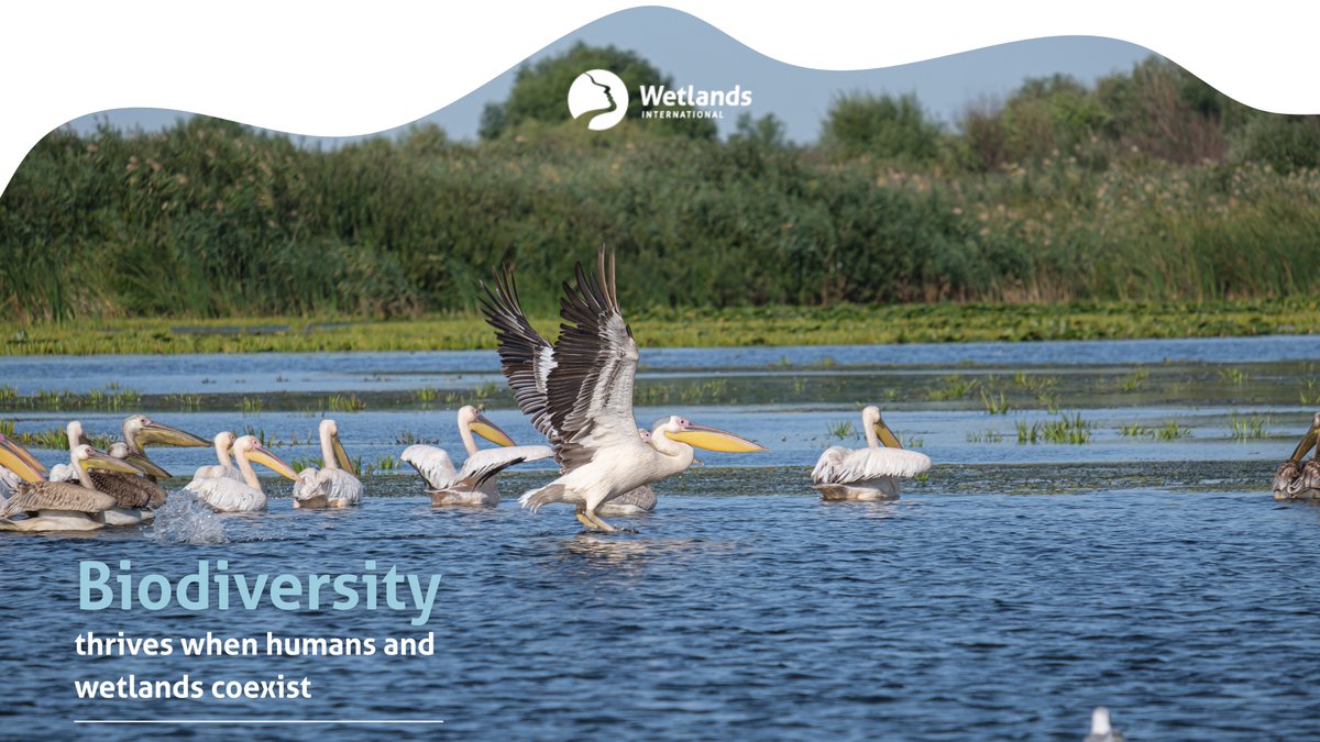 🌍 This #WorldBiodiversityDay, remember:

 🌾Wetlands cool the climate
 🦐Feed the world
 🦩Shelter endangered species
 💧Recharge groundwater

Wetlands are home to species found nowhere else on Earth. Let’s keep them alive.

#WetlandsWisdom #NatureMatters #WetlandWednesdays