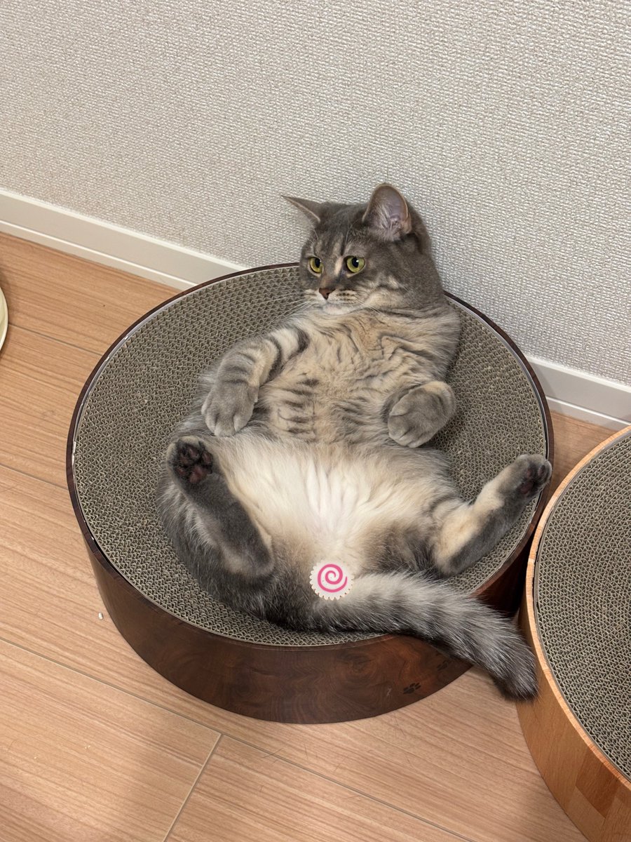 monamofumofu's tweet image. もふもふせずにはいられない魅惑のおなか…🤤
