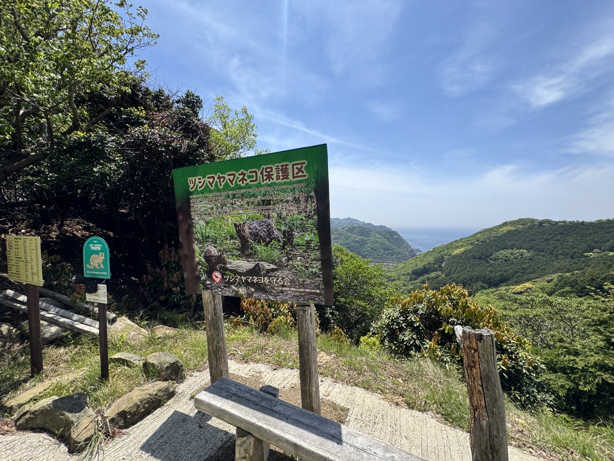 torayamaneko's tweet image. 本日、カメラ回収に保護区と動物たちの園に行ってきました。
久しぶりに風もなく穏やかな日で気持ちよかったです。
しかしながらあまり写っていませんでした。
テンは夏毛になりつつあります。
#ツシマヤマネコ