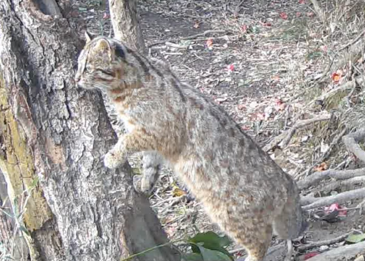 torayamaneko's tweet image. 本日、カメラ回収に保護区と動物たちの園に行ってきました。
久しぶりに風もなく穏やかな日で気持ちよかったです。
しかしながらあまり写っていませんでした。
テンは夏毛になりつつあります。
#ツシマヤマネコ