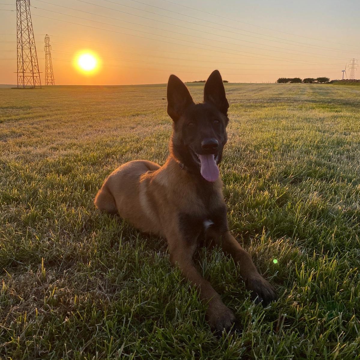 🌅 TPD Otto 

🐕 He has recently been doing a few puppy classes with his handler which will help towards him growing into a future General Purpose dog on the section.