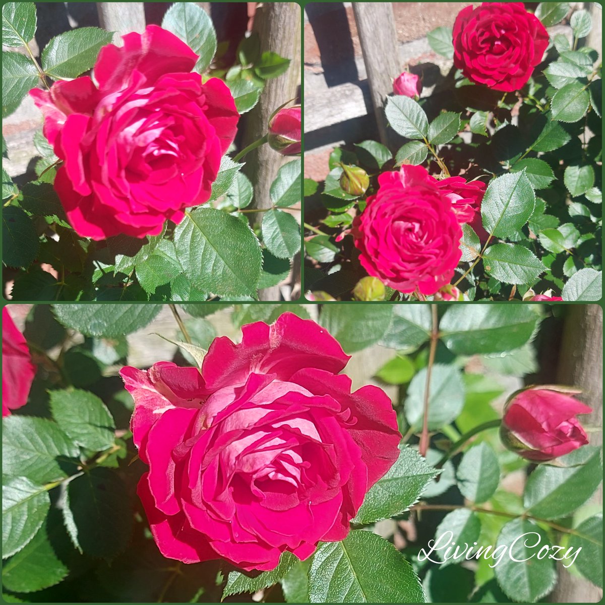 LivingCozy's tweet image. Good morning, happy and beautiful #Wednesday! Notice the #beauty around you, count #roses, count #blessings!
🌹🍃🌹🍃🌹🍃🌹
📸 LivingCozyRoses
#RoseWednesday #BlessedAndGrateful
#FlowersOnX #Roses
#WednesdayMotivation
#GoodMorningEveryone